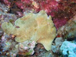 A frogfish blending in with the background of the coral. ... by Todd Meadows 